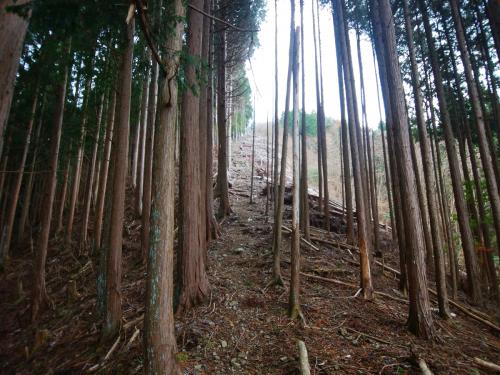 この付近から尾根を直登に登っていくが急登が始まる