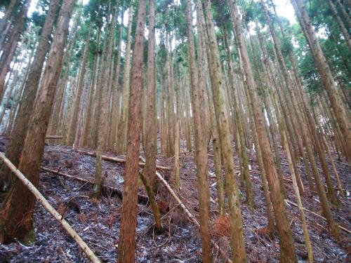 トラバースルートから巻いた尾根へつづら折れの道を登っていく