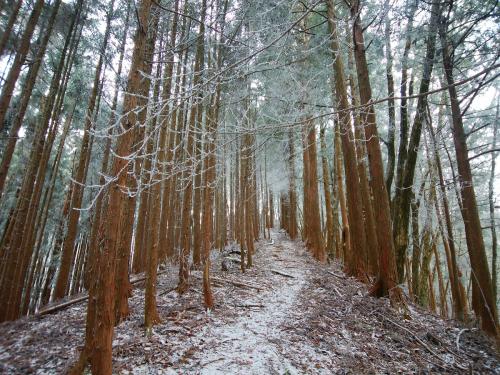 尾根に合流すると霧氷が・・・
