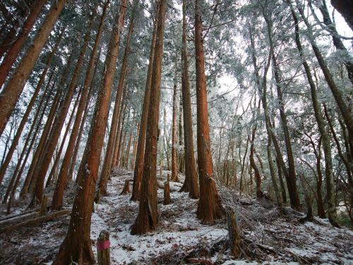 結構な急登を登る、この上のピークが天和山山頂かと思ったら、まだ先だった