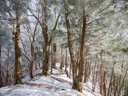 ちょうどこの付近からがらりと霧氷がではじめて自然林も増えてきた