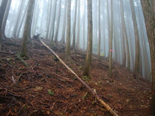 このガスだと頂上の眺望は完全アウトだね。せめて周りが自然林であればミラーレス出したのに・・・