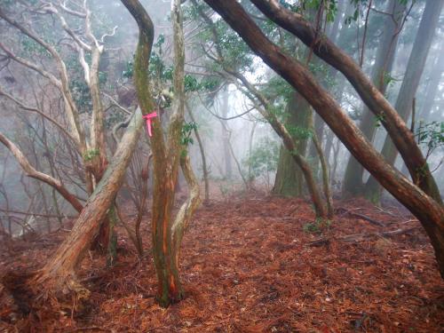 下山はバリルートで尾根を降りるがうっすら踏み跡があったのとピンクテープがあったので下りやすくわかりやすかった