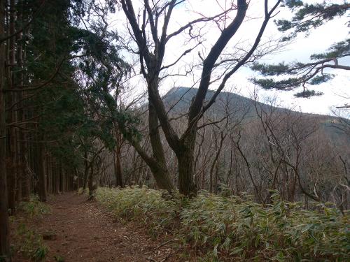 尾根にでるとピークがみえたが、後古光山はあのピークの向こう側かな