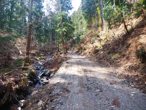 林道を歩いていく