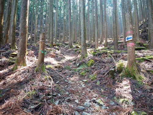 登山道は植林地で最初はなだらかな登りが続く
