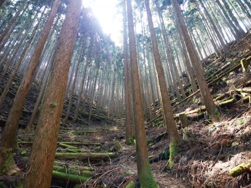 この付近から急登。少し高いが稜線もみえてきた