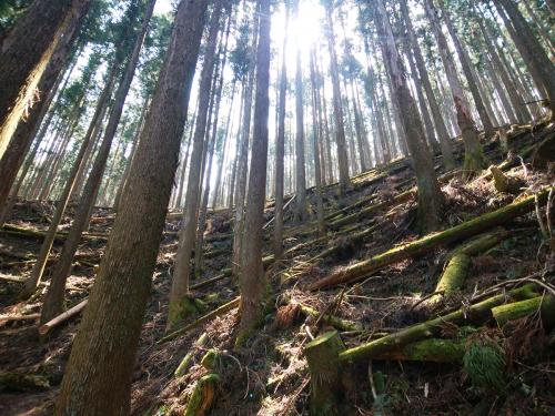 この付近も滑り易い急登。稜線見えてるのになかなかつかない