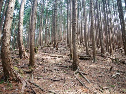 尾根歩きで最初のピークへの登りだが、今までに比べるとぜんぜん緩やかな斜面