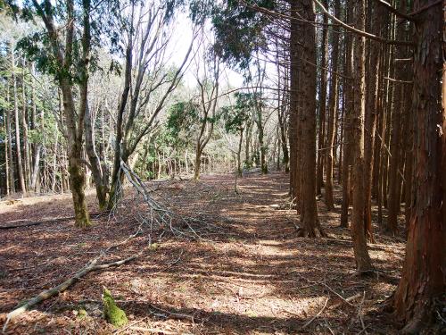 ちょっと迷いそうなだだっ広い場所に出る。まあ踏み跡もあればテープもあるし、尾根を歩いていればいいだけなんだけどね