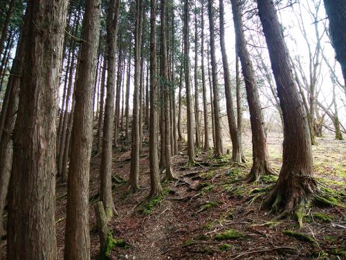 この付近で植林帯が終わり上は開けた場所にでる