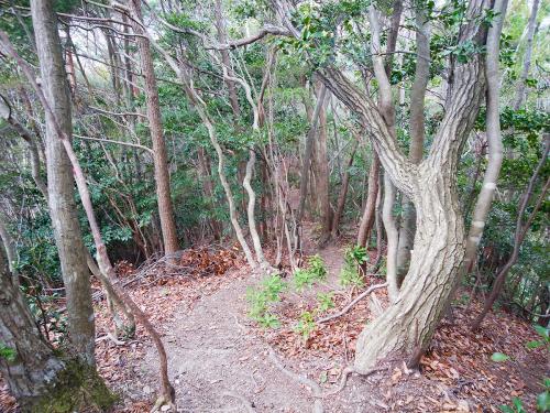 続いて七種山を目指す。最初は一旦かなり下る