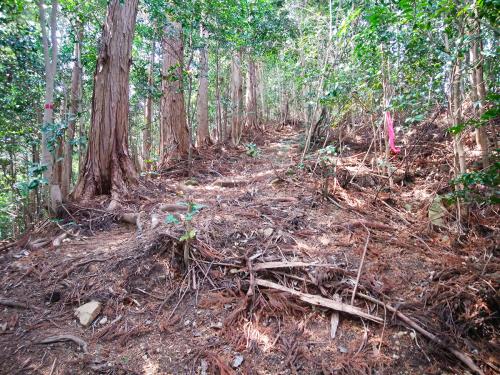 結構急な登りなのでペースダウンしてゆっくりと歩く