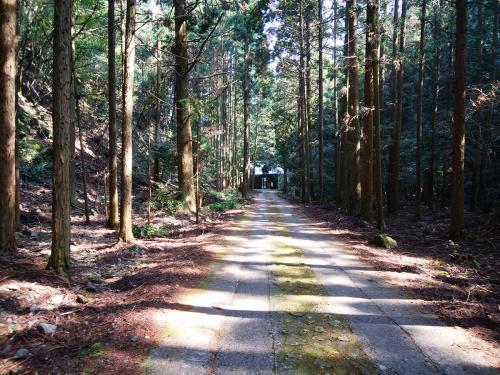 なんかこの道は戸隠みたいだったので撮影