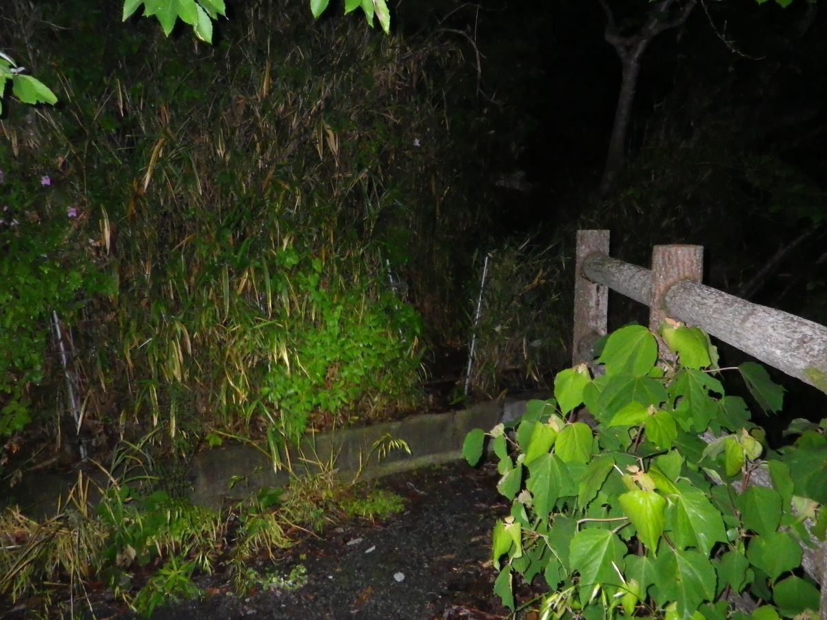 とび坂ナイトハイキング2