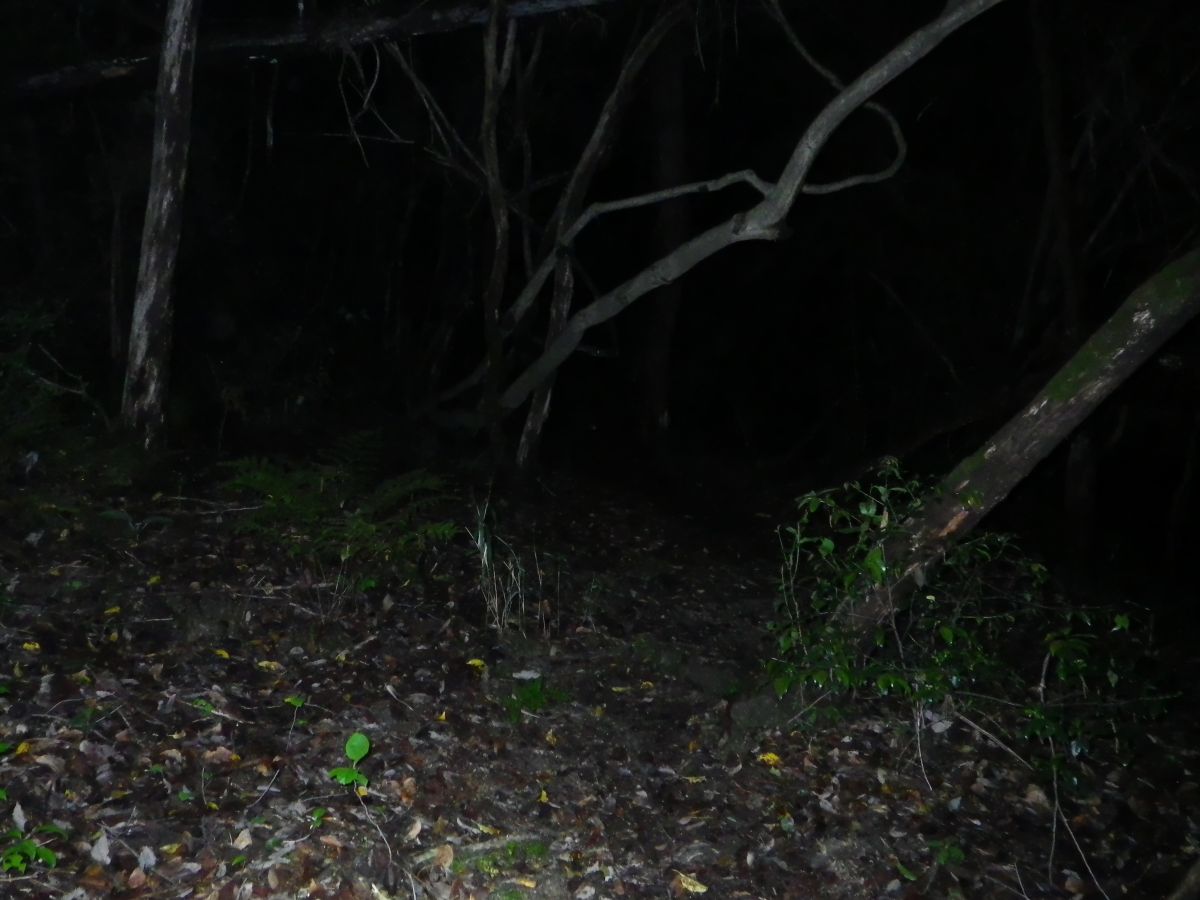 とび坂ナイトハイキング3